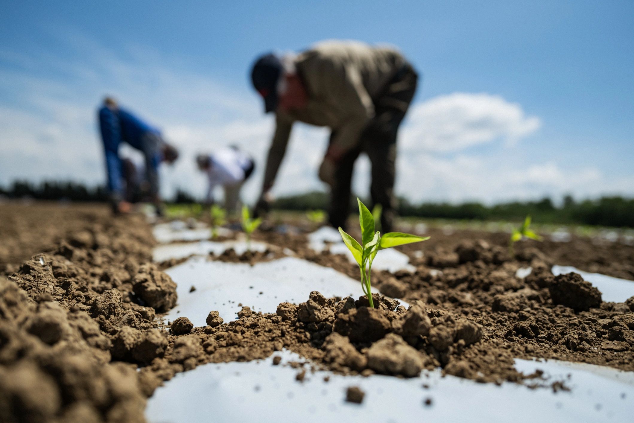 Empowering Women in Agriculture